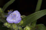 Zigzag spiderwort